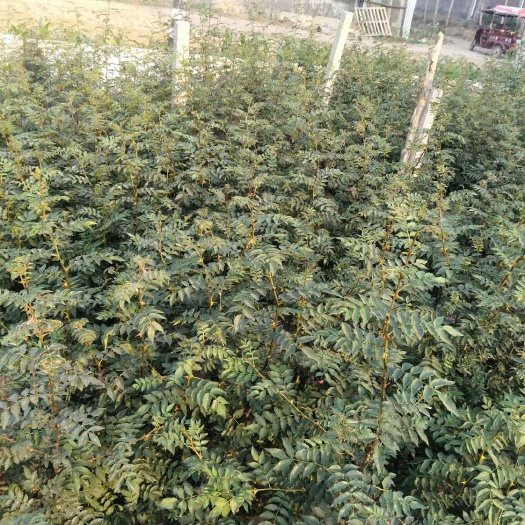 修武县 大红袍花椒苗产地直销现起苗量大优惠