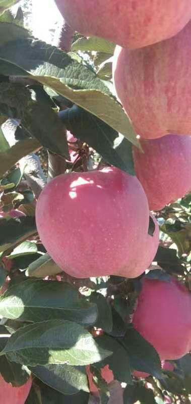 红富士苹果 75mm以上 片红 光果