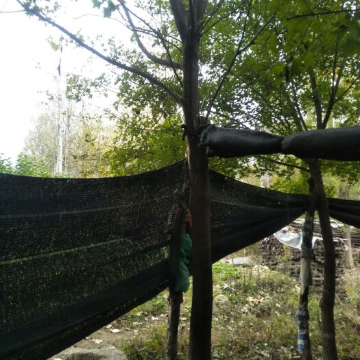 南召县 五角枫，元宝枫大小规格，欢迎订购