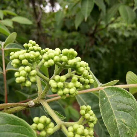 瑞昌市 正宗江西吴茱萸苗