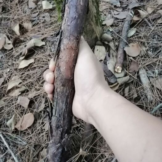 义乌市无刺蔷薇 红皮山木香，大桩高杆