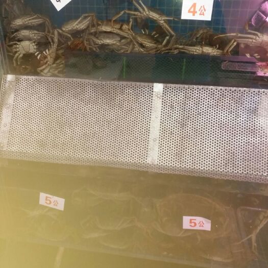 嘉兴 太湖大闸蟹