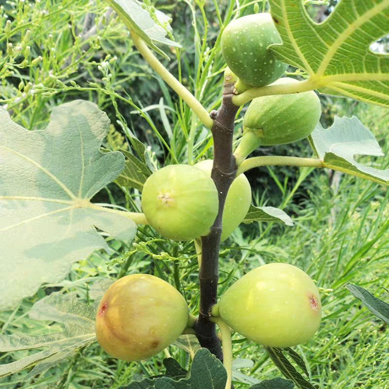 布兰瑞克无花果波姬红 青皮 紫果品种齐全现挖保湿发货当年结果