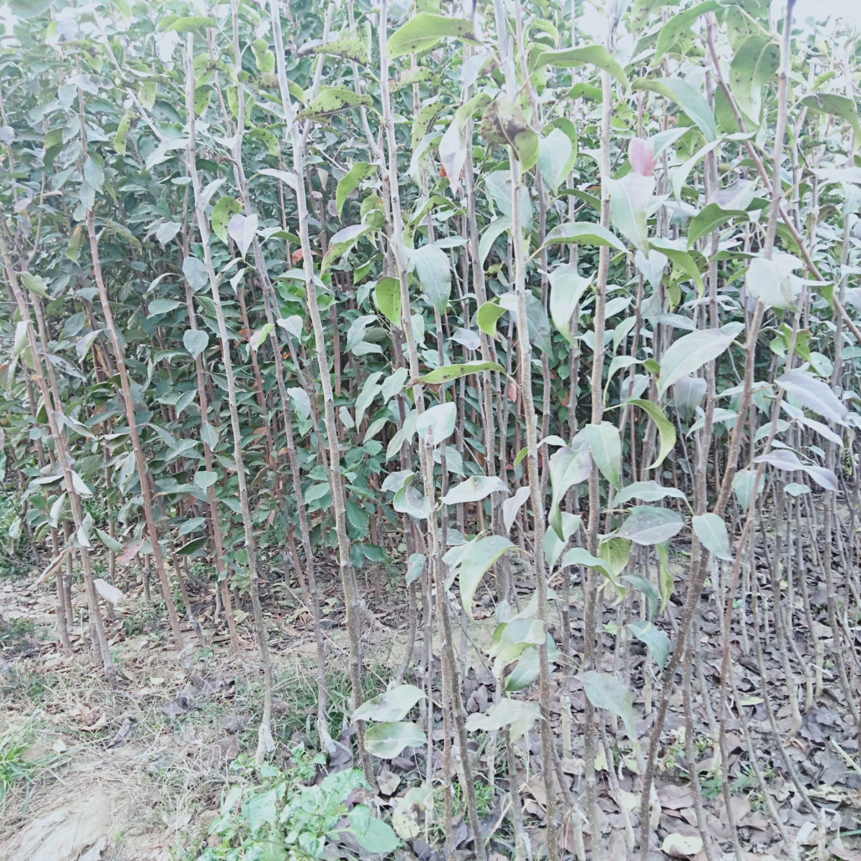  水晶梨树苗 大果水晶梨树苗果实大产量高味香甜抗寒抗旱适应性