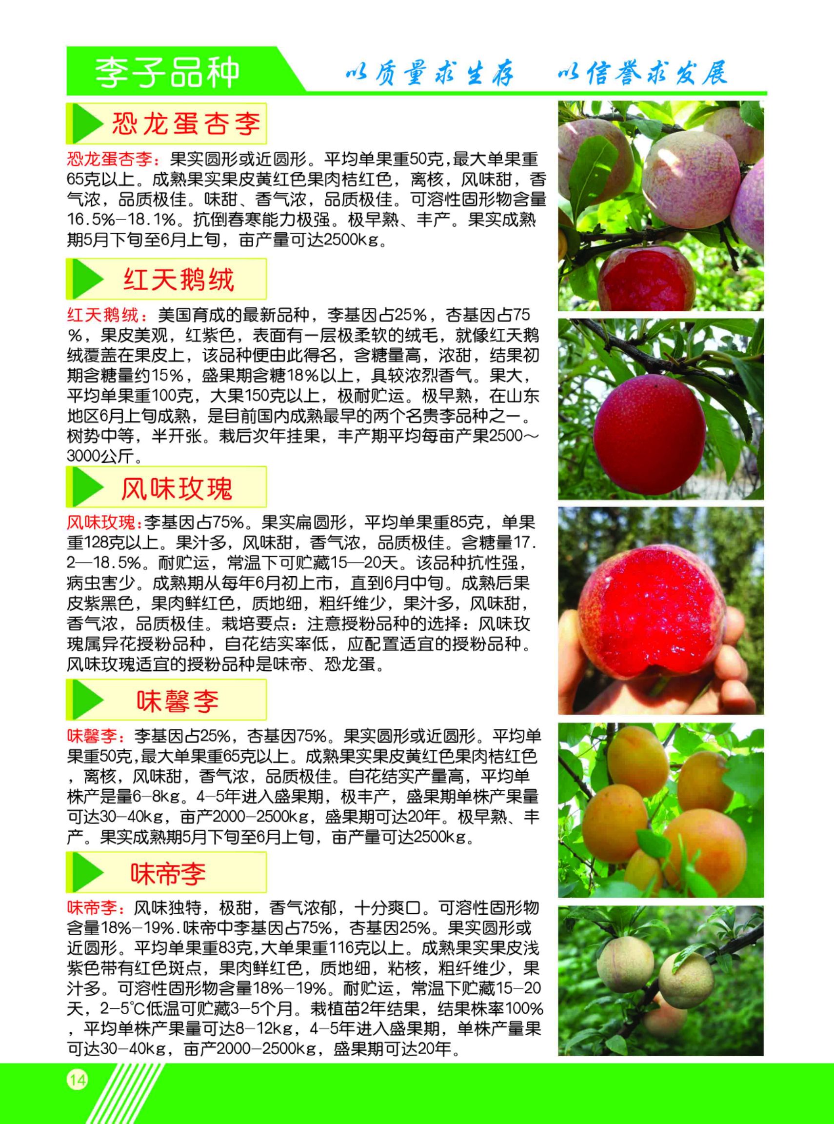  李子苗 杏李树苗 恐龙蛋李子苗