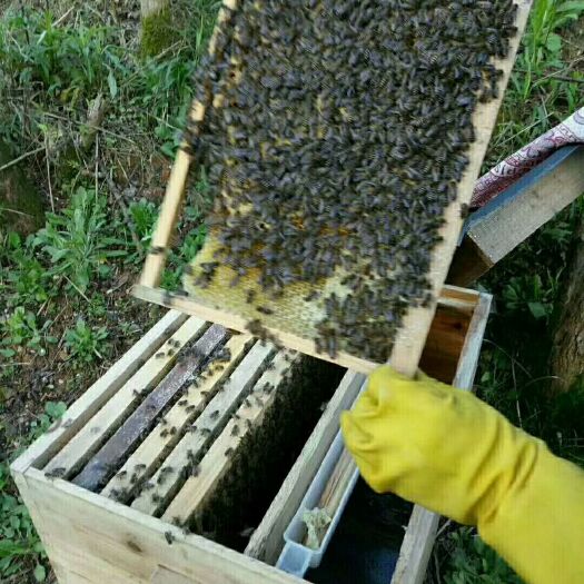 黄山蜜蜂峰箱 正宗土蜂蜜，量多价格从优
