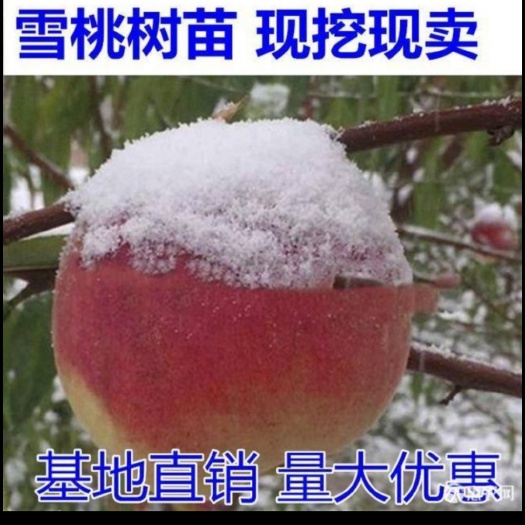 平邑县 雪桃树苗全国包邮包活，死苗补发