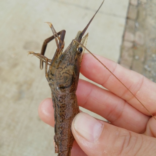 草虾 河虾，淡水，欢迎订购
