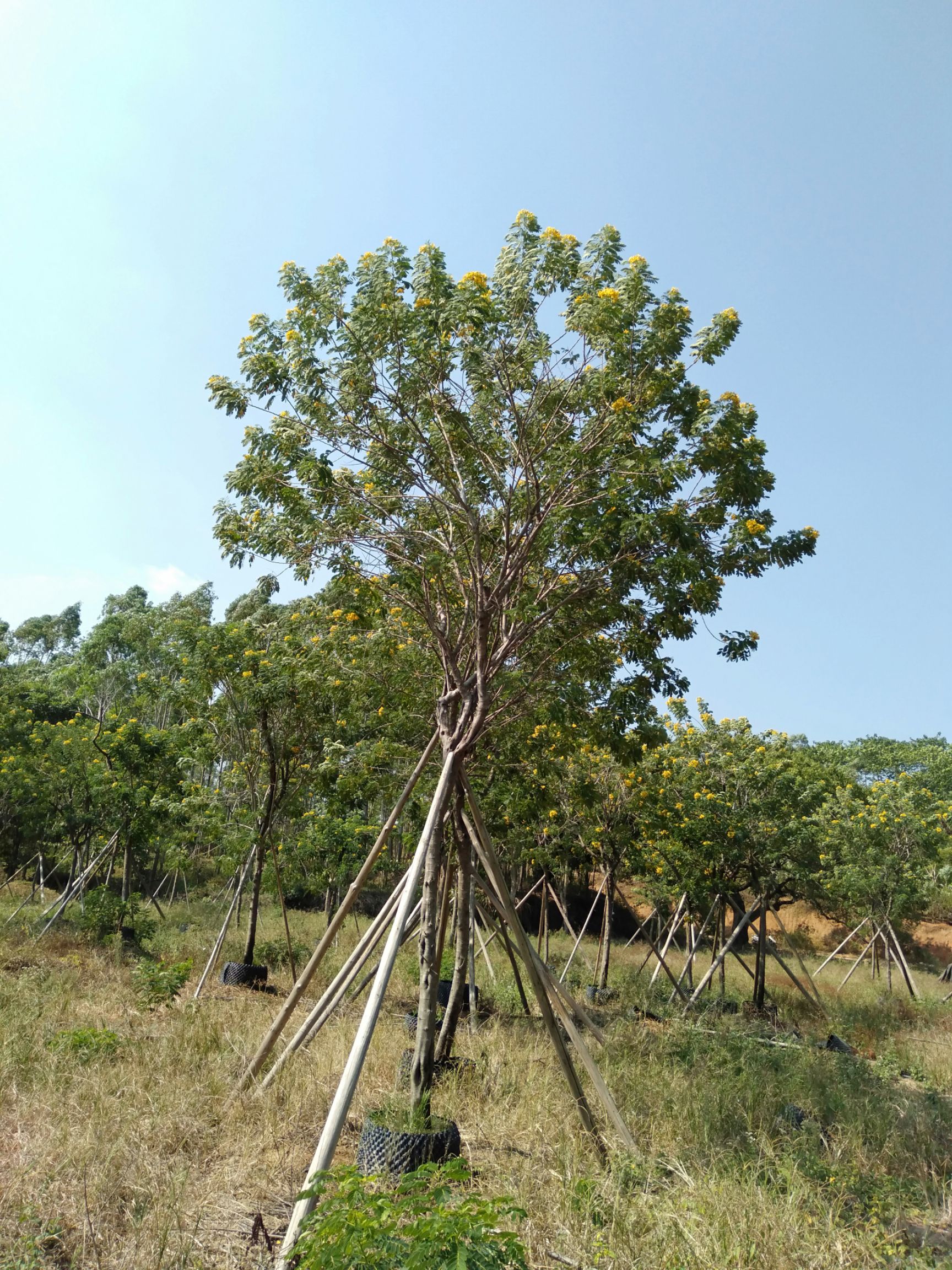  黄花槐9分到13分