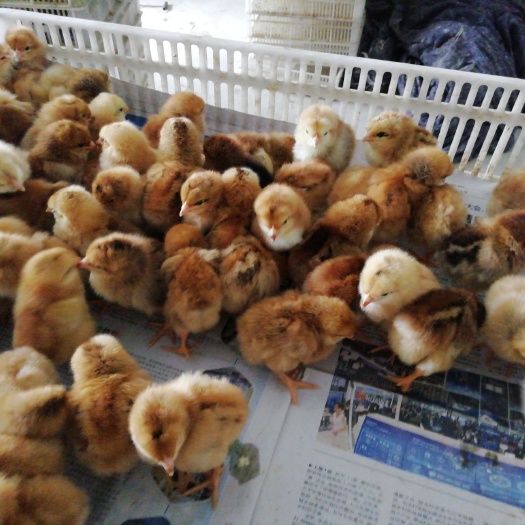 浏阳市 鸡苗k9肉鸡苗882
