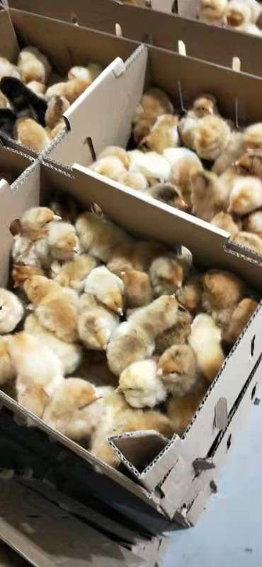 新沂市 常年出售三黄鸡苗