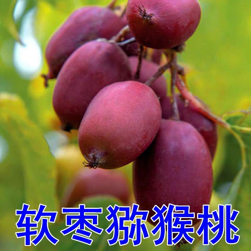 软枣猕猴桃苗 挂果早 现挖带原土发货  死苗免费补发