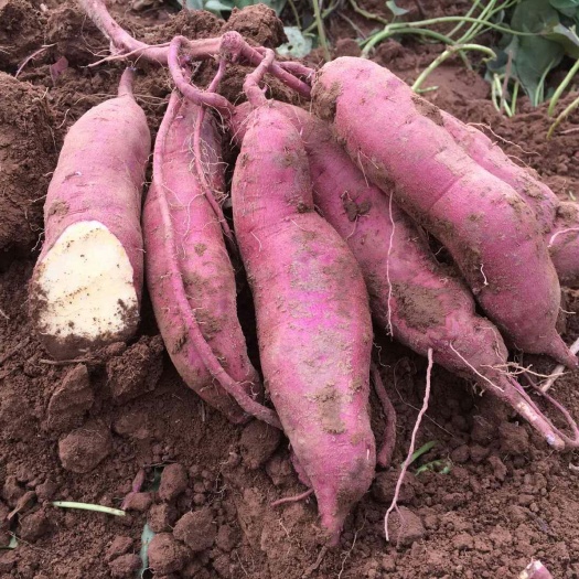 临漳县农科院秦薯5号红薯苗  脱毒原种，，超甜板栗薯， 基地直发