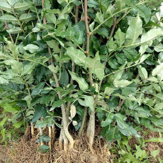 礼县大红袍花椒苗  甘肃伏椒梅花椒优质品种花椒苗子