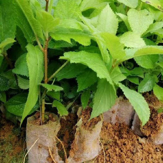 钦州五指毛桃苗 种植周期短易管理，投资成本较低，经济效益高