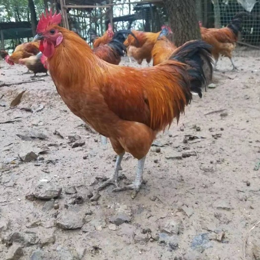 兴义市 兴义土鸡，兴义矮脚鸡