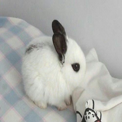 新沂市 被花熊猫兔，熊猫兔