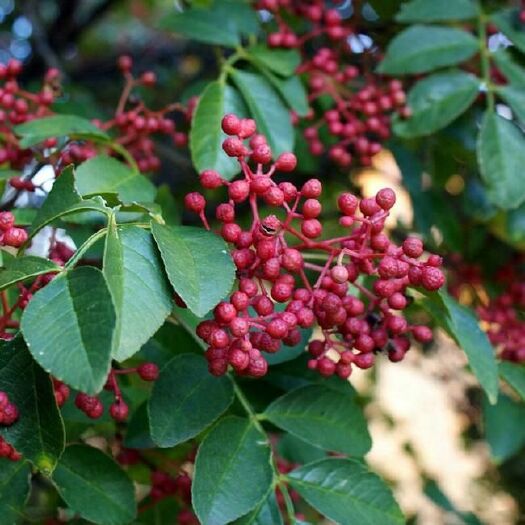 平邑县大红袍花椒苗 花椒树苗