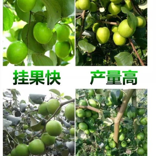 灵山县大青枣嫁接苗 青枣苗第二年可结果