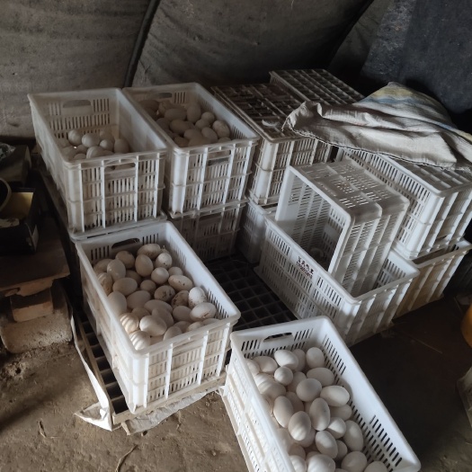 沭阳县 新鲜鹅蛋纯绿色食品