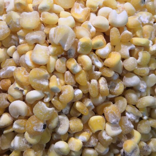 吉林市玉米糁 2019新粘玉米茬子