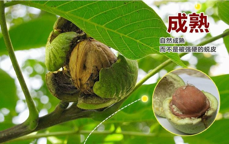 平邑县香玲核桃苗  【有好货】下单基地现挖发货，根系发达保湿！包品种！成活率高！