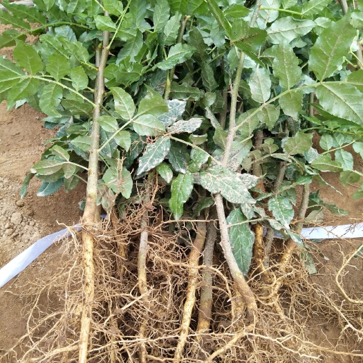 礼县大红袍花椒苗 甘肃大红袍苗子产地直销品质好包技术