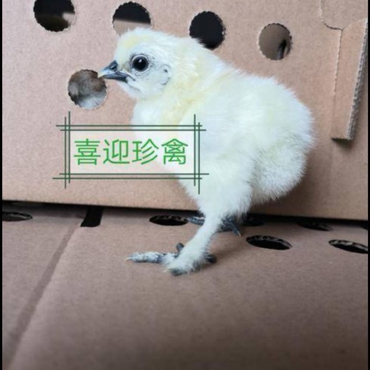 佛山乌骨鸡苗  大种竹丝鸡苗！广东本地苗！包邮包路损！