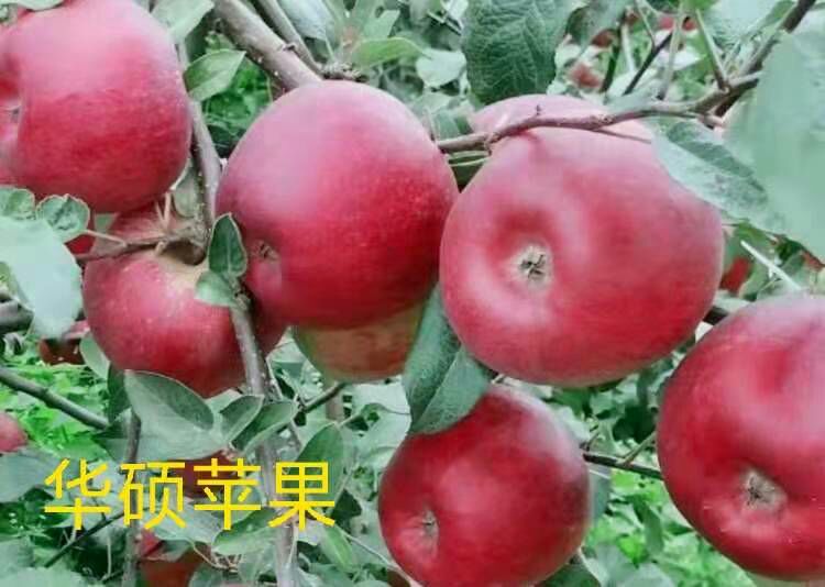 昭通华硕苹果苗-红露苹果苗   基地直供品种保证  假一赔十，