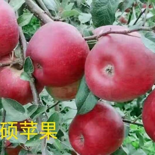 华硕苹果苗-红露苹果苗   基地直供品种保证  假一赔十，