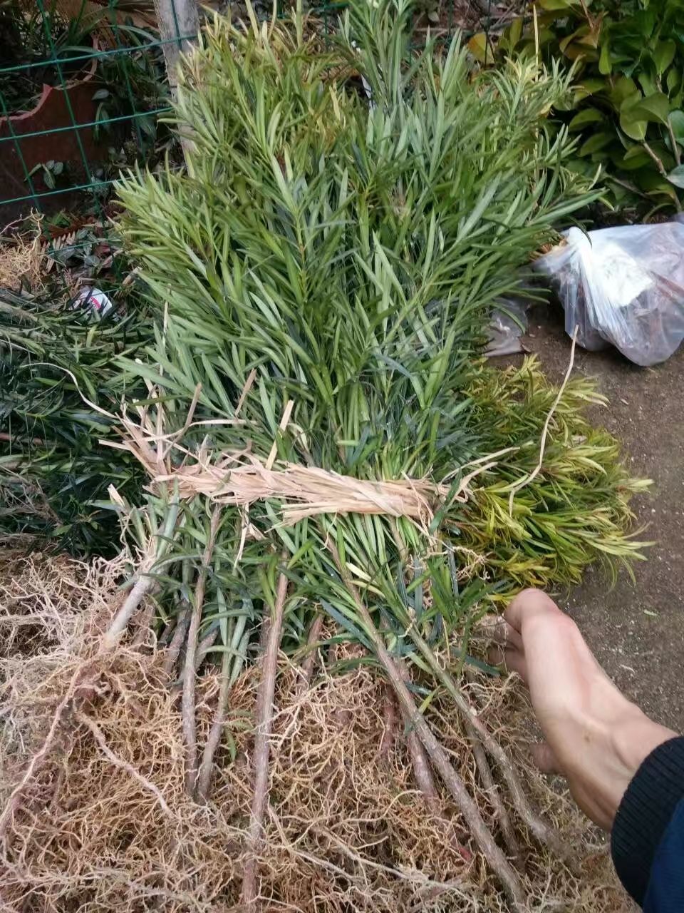  罗汉松批发，罗汉松小苗30--50高度小苗0.5元每颗