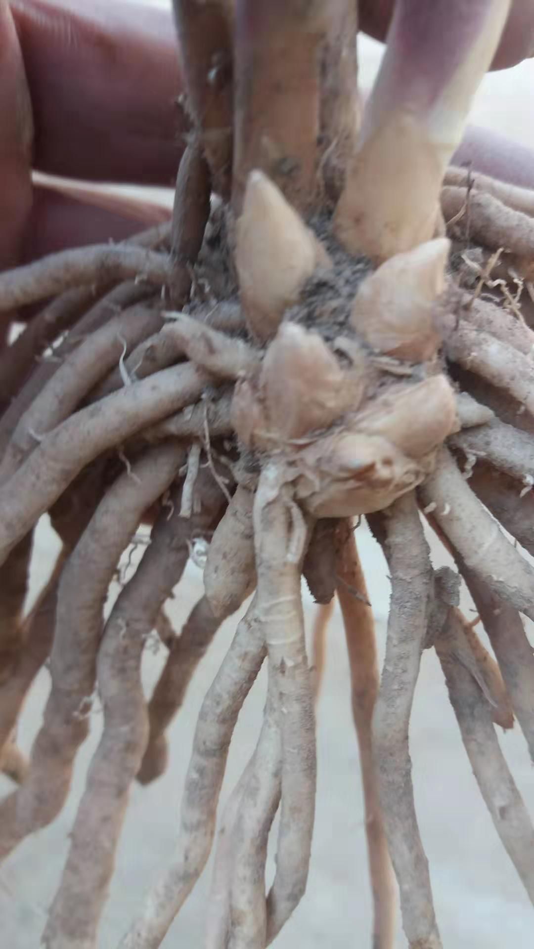 芦笋根   5年芦笋苗芽头饱满个数多根系发达粗壮易成活