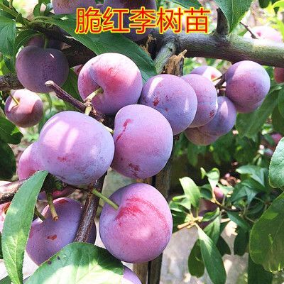 平邑县 脆红李苗，脆红李树苗，果大味甜，丰产，易管理成活现挖保湿发