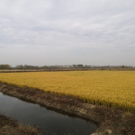 新沂市 大米有机胚芽米软糯农场直供