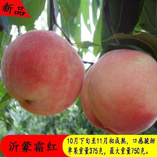 平邑县 沂蒙霜红桃树苗，优质晚熟品种南北方皆宜种植，基地直销包成活