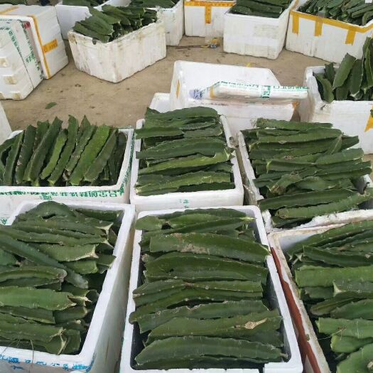 濉溪县红心火龙果苗 安徽火龙果种植基地直销