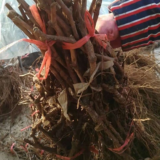 兴城市藤稔葡萄苗  腾稔葡萄苗，一年生贝达嫁接