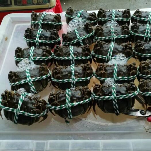 泰兴市 自家养殖的大闸蟹，品质有保障，青背白肚，黄满膏肥