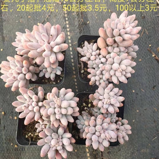 昆明 婴儿手指，三年小老桩，冠幅10公分左右，高度7公分左右，