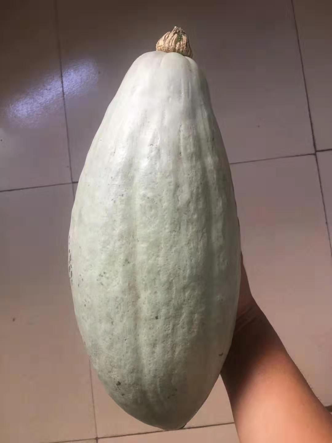 贵族南瓜