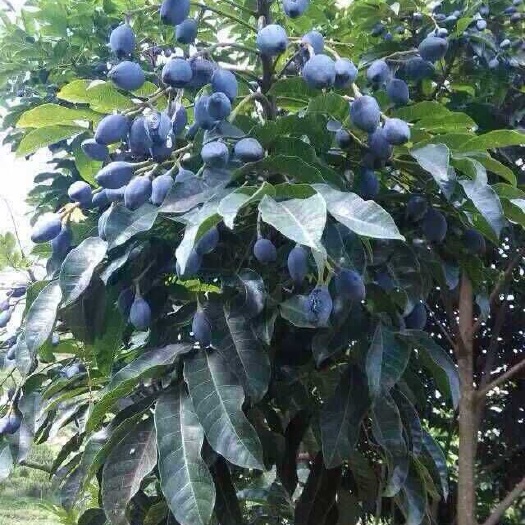 灵山县黑橄榄苗  黑橄榄树苗乌橄榄 正品嫁接苗  青橄榄苗无病害