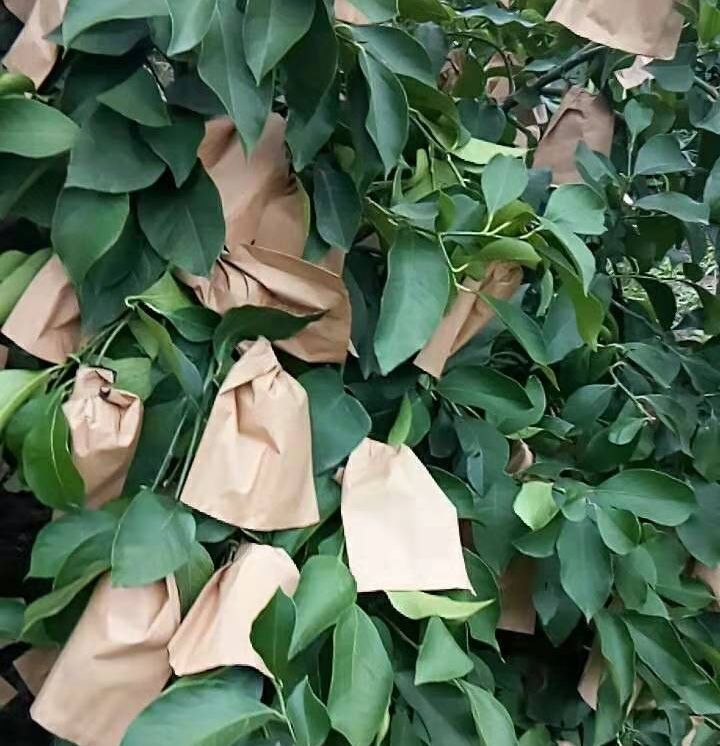 种植套袋桃子套袋 柑橘 梨子 苹果 芒果 石榴套袋厂家直销