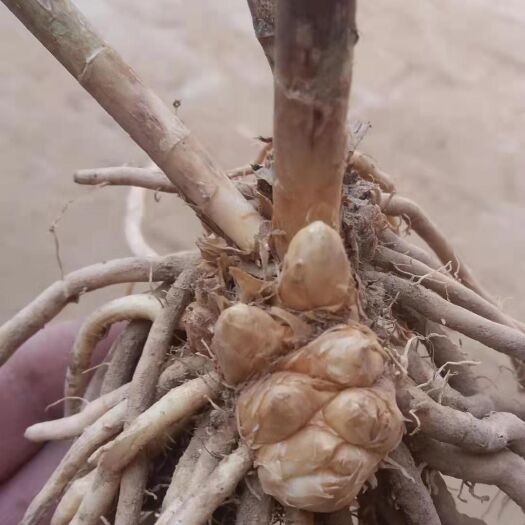 曹县芦笋根   5年芦笋苗芽头饱满个数多根系发达粗壮易成活