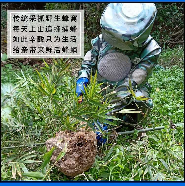 马蜂蛹 马蜂