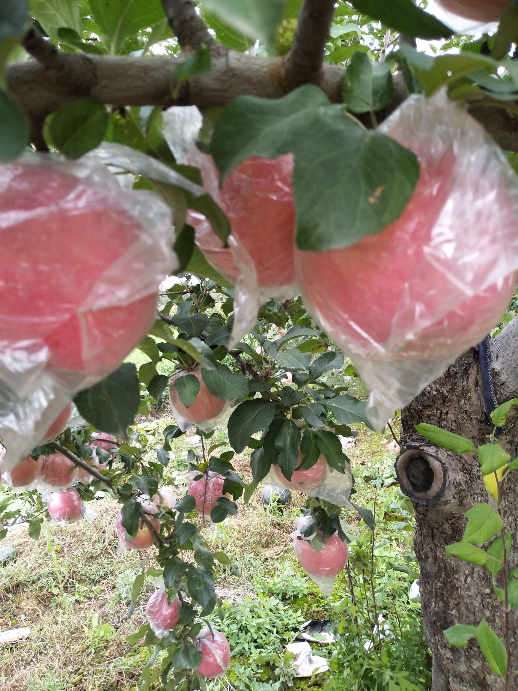  平陆纸加膜红富士🍎苹果，脆香甜保证！