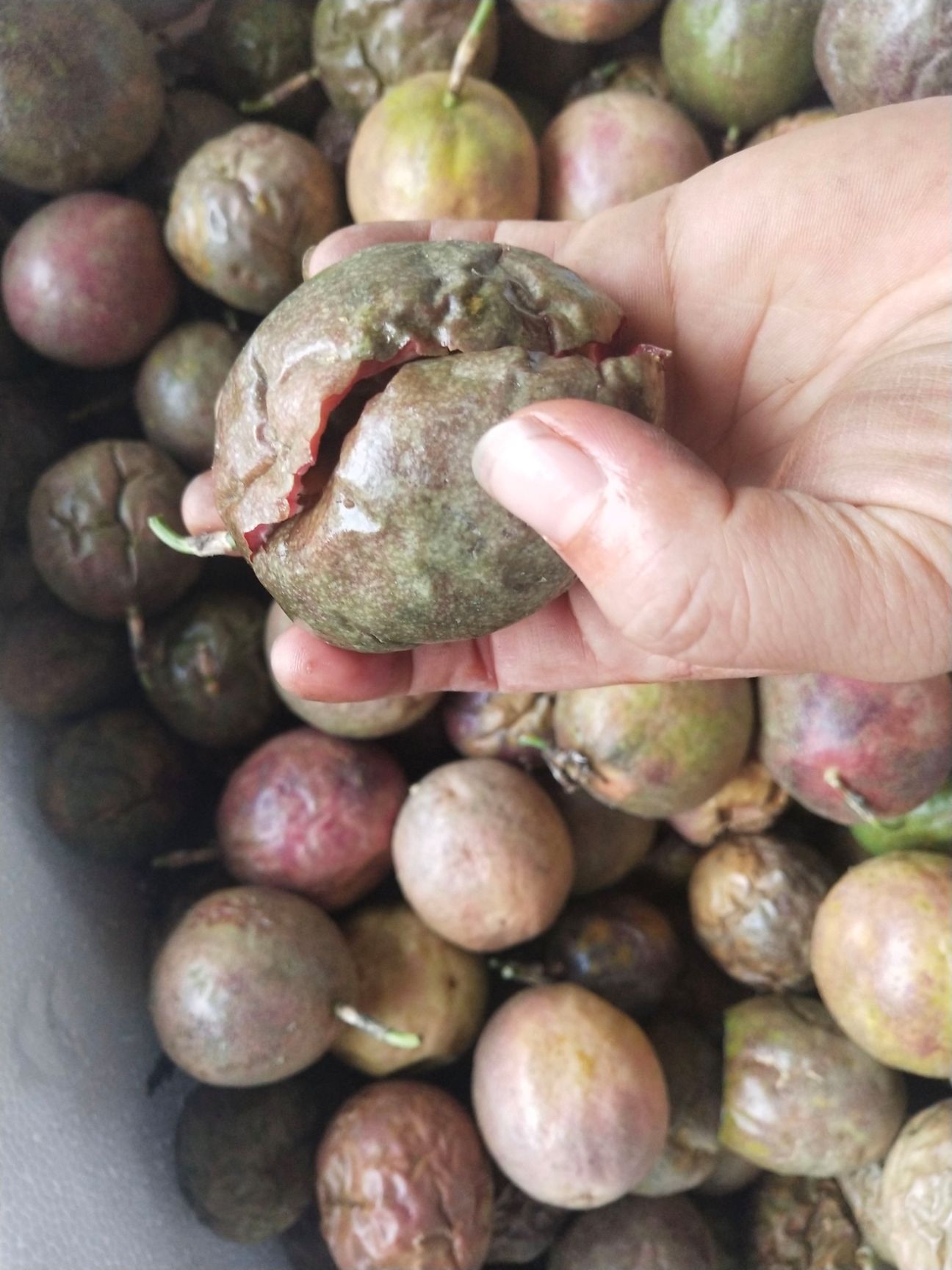 紫香一号百香果  广西百香果皱皮次果 奶茶店专用果 果汁果密