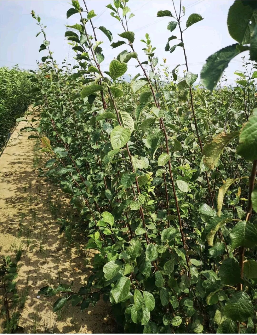 西梅苗 西梅李子苗新品西梅皇后李子苗，包品种保成活，南北方种植。