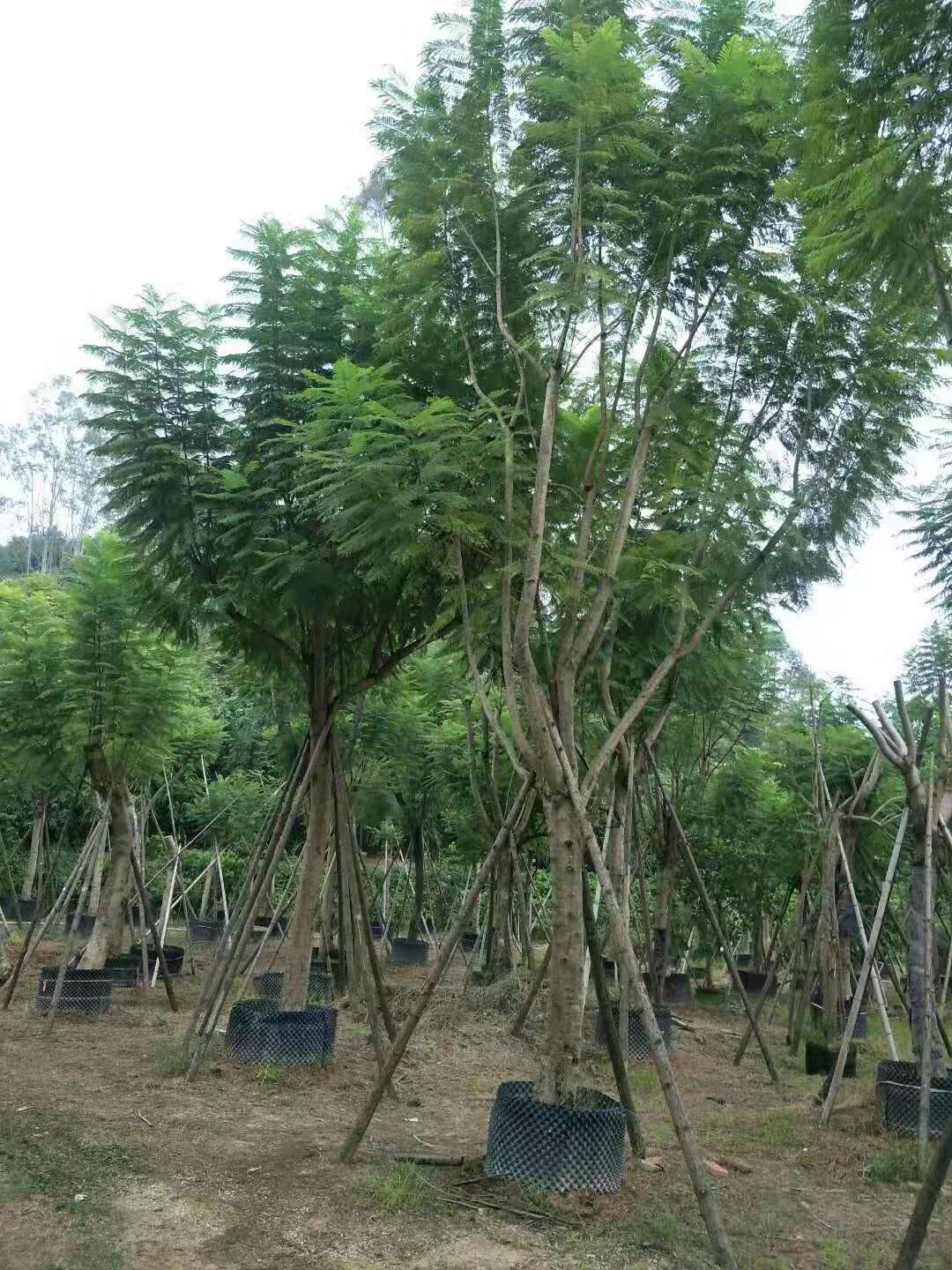 漳州蓝花楹 移植容器苗 米径15-38公分 全冠 丛生