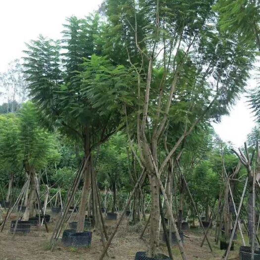 漳州蓝花楹 移植容器苗 米径15-38公分 全冠 丛生