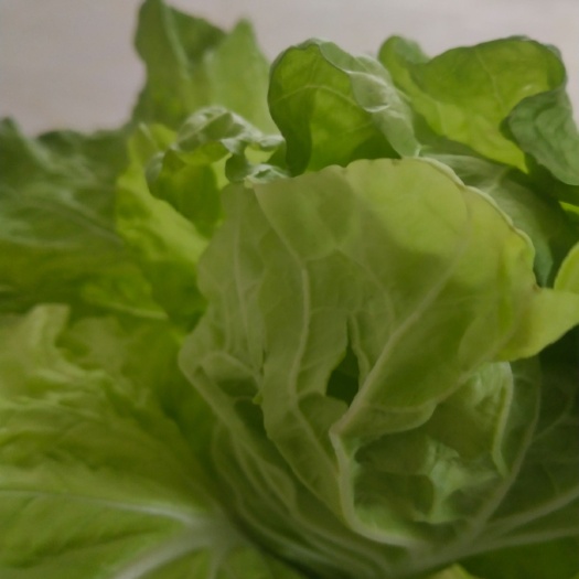 贞丰县 大量蔬菜出售，青菜白菜萝卜，比任何地方都很便宜，品质好。
